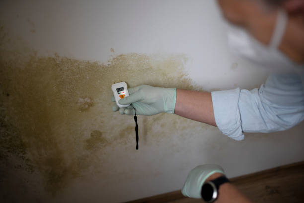 Best White Mold Remediation in Kingsville, MD
