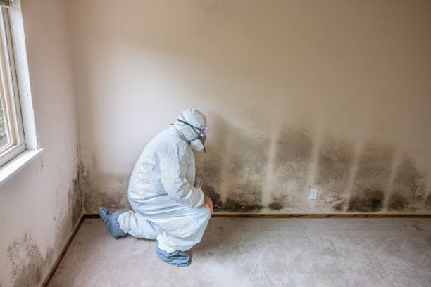 Best Black Mold Remediation in Kingsville, MD